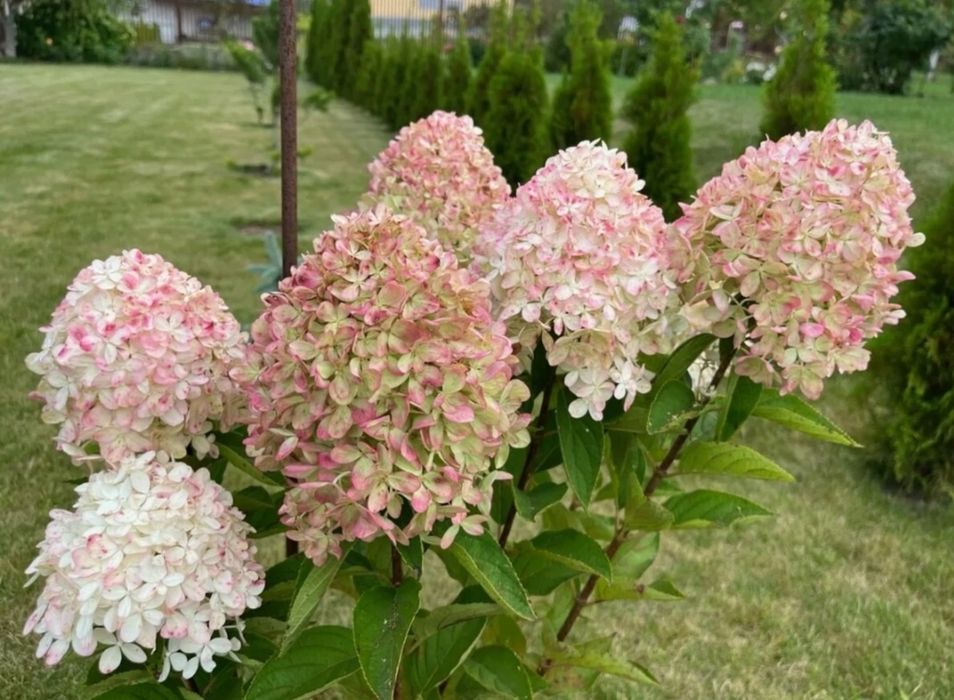 Продам цветы разных видов ,кустарники .