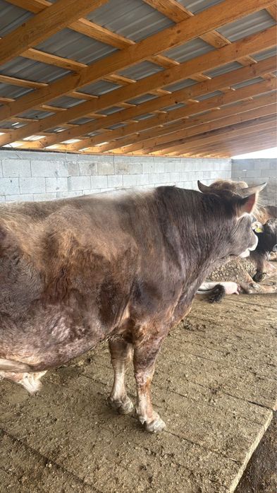 Бык, КРС, коровы