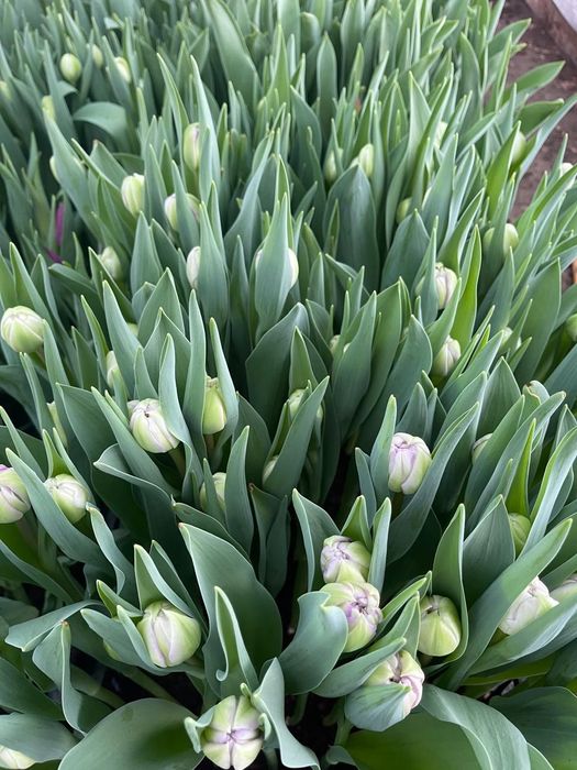 Тюльпаны опт и розница Уральск