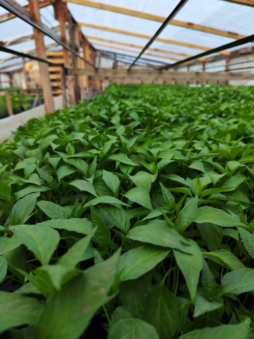 Vânzare Angro Răsaduri de Calitate