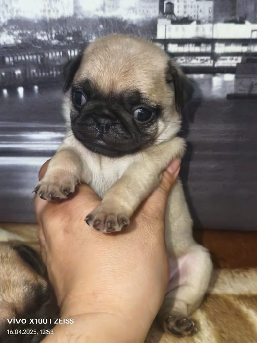 Очаровательные щенки мопса.