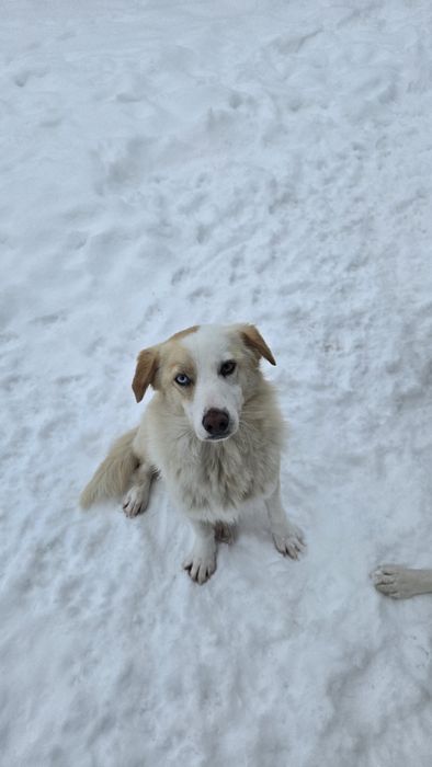 Cățel/Cățeii spre adopție