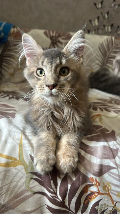 Котята Мейнкуны девочки!