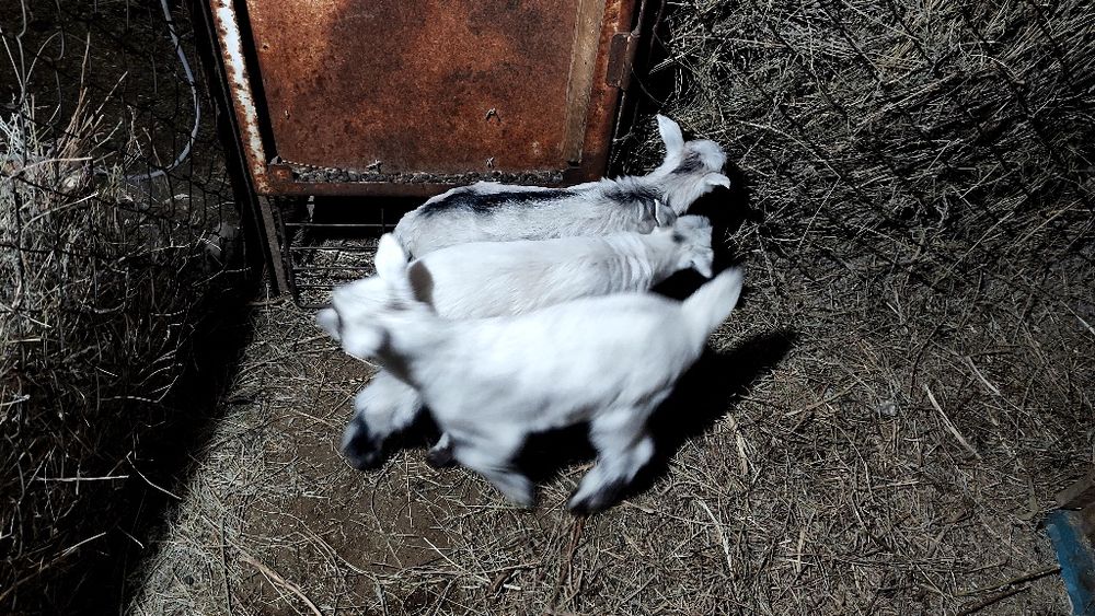 Лактар акпан айында туылган