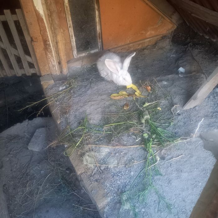 Кролик великан 10месяцов