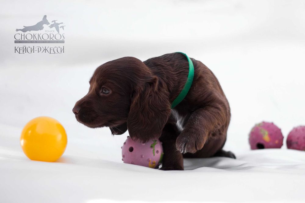 Шоколадные щеночки Спаниеля