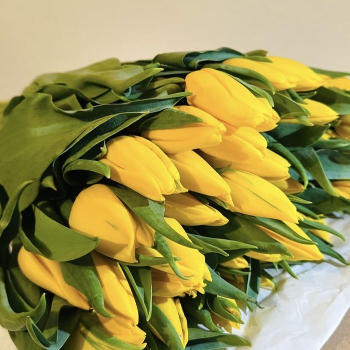 Принмаю пред заказы на тюльпаны