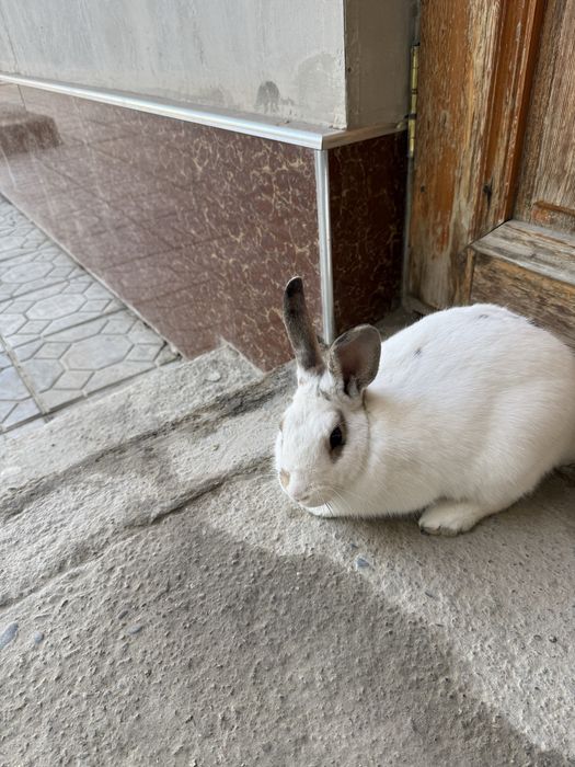 Сотилади  қуен тахминан  5-6  ойли