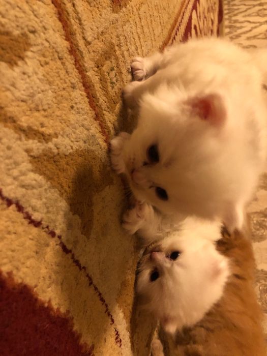 Котяты турк ангори шиншилла страйт