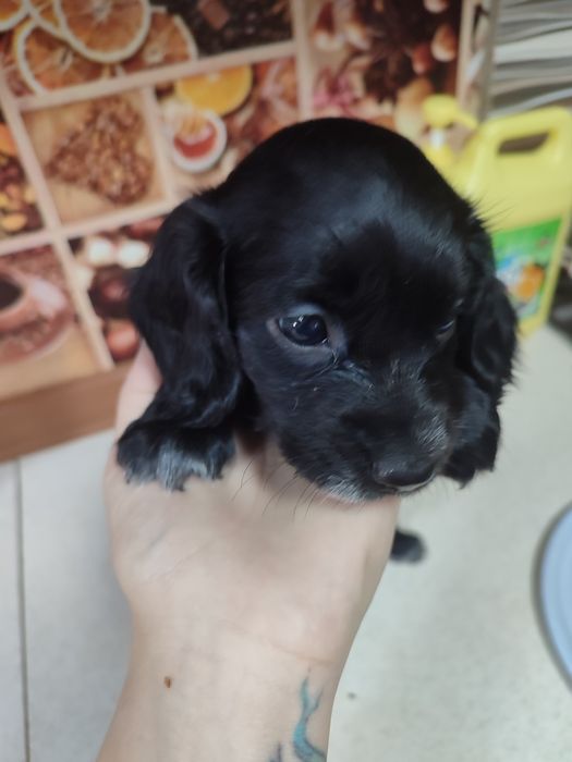 Продам щенка русского спаниеля