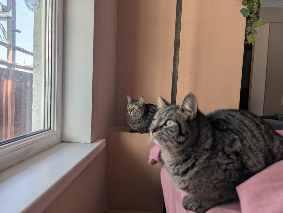 Котики-шпротики! В добрые руки