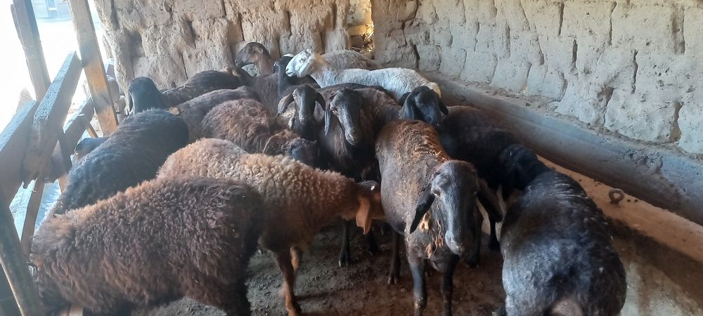 Қозы қой тоқты қошқарлар сатылады