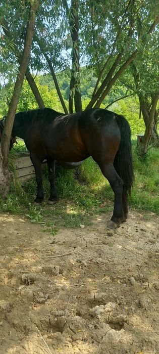 Cal puternic de vânzare, 7 ani, trage foarte bine