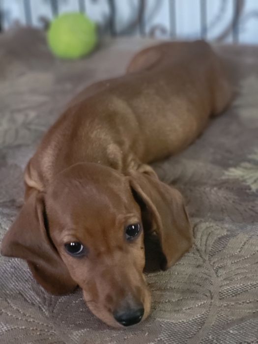 Такса щенки 2 месяца.