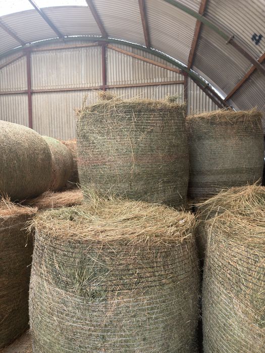 Baloți de lucernă