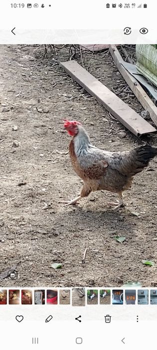 Vind ouă găini italiană de incubat