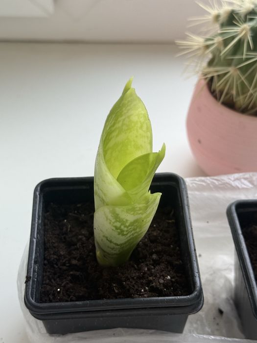 Сансивиерия (щучий хвост)