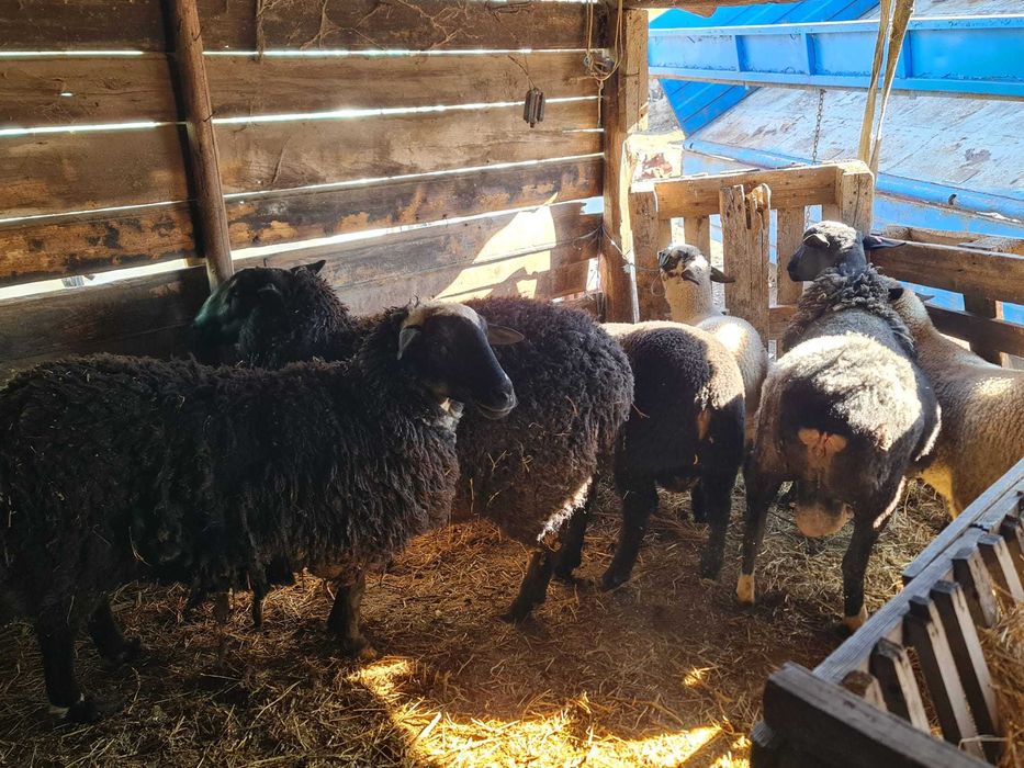 Oii de rasa de carne