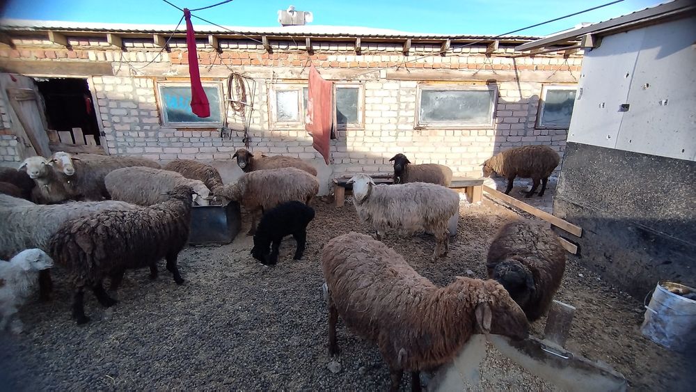 Продам овец с ягнятами.