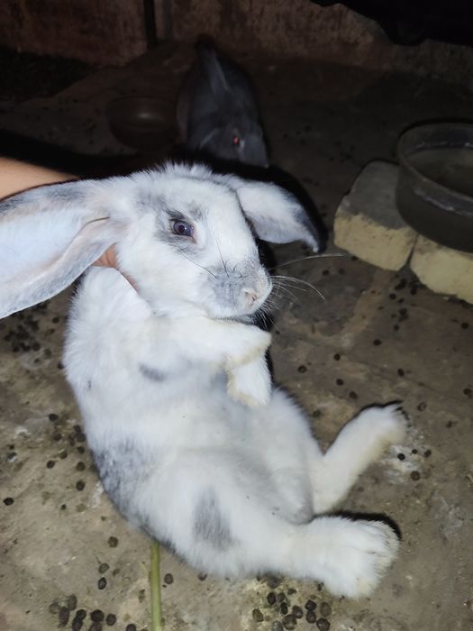 Quyonlar sotiladi oʻgʻil qiz 2tadan 7da