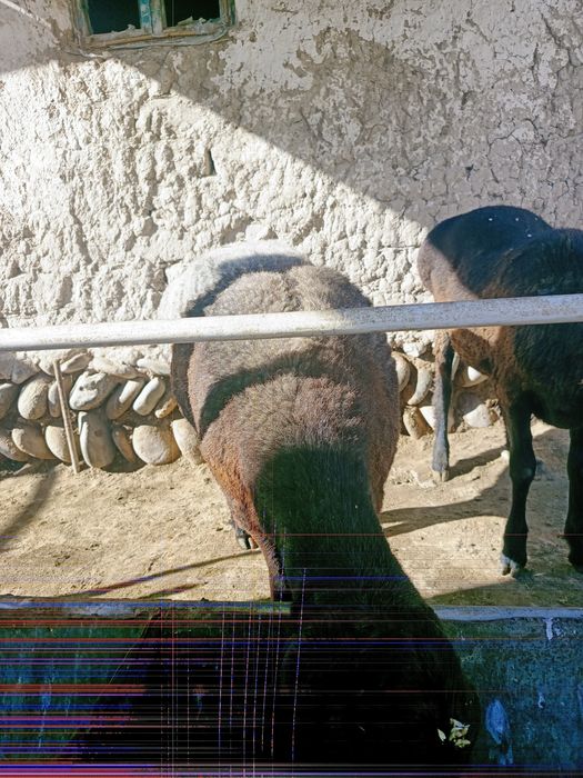 Shu qoylardan donaga sotiladi