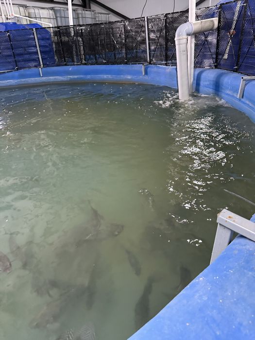 Продажа/Долгосрочная аренда рыбхоза с УЗВ и полной инфоструктурой