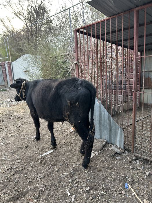 Продам Жирную телку