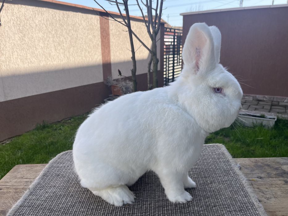 Vând iepuri neozeelandezi