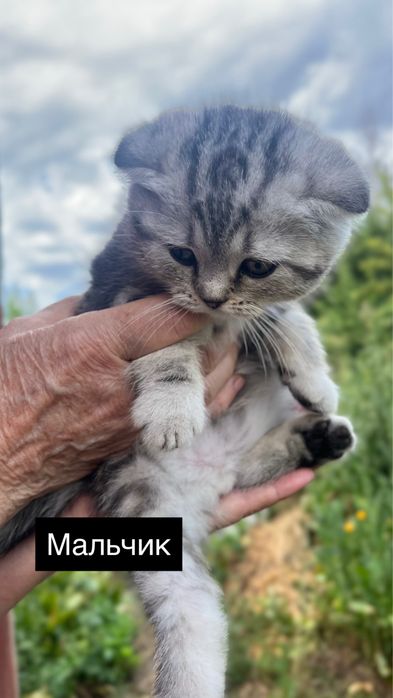 Продам котят породы скотиш фолт и страйт