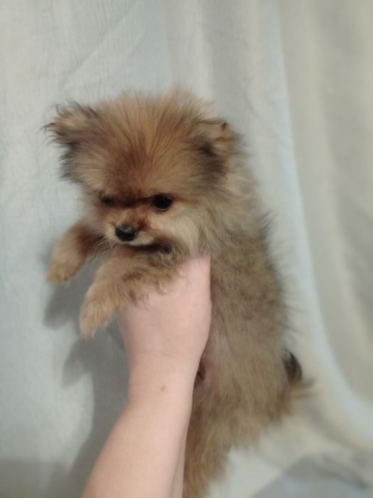 Померанский шпиц девочки.