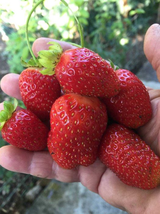 рассада крупноплодной ремонтантной корейской клубники