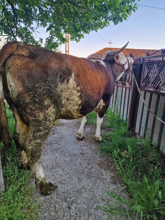 Vând juncă la prima fătare!