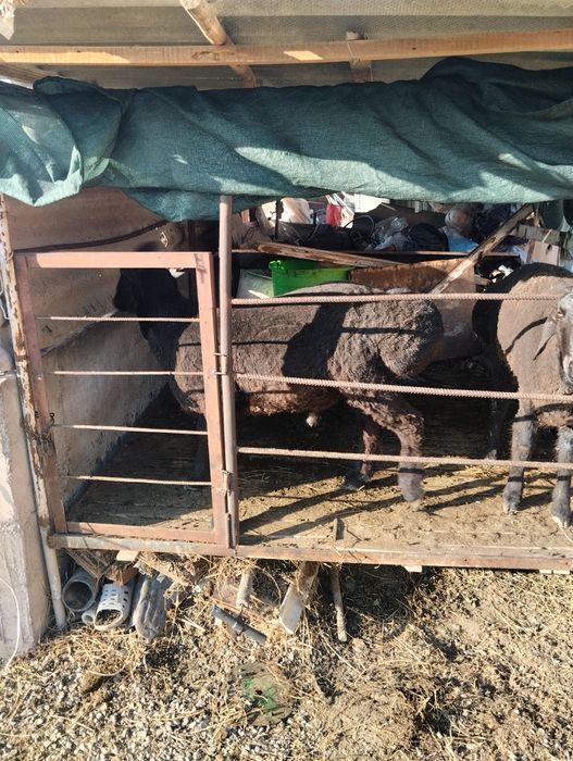 Qo'chqor sotiladi chiroyli naxlada