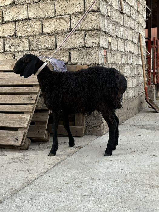 Қозы қошқар сатылады