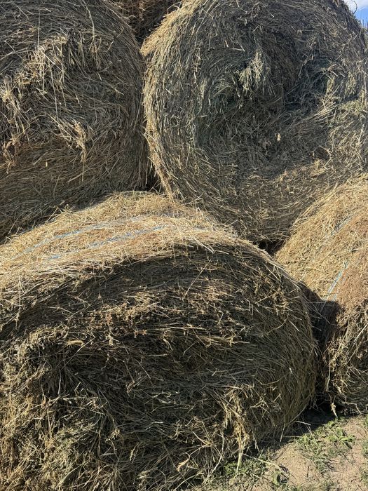 baloti lucerna 100/150/250 ron