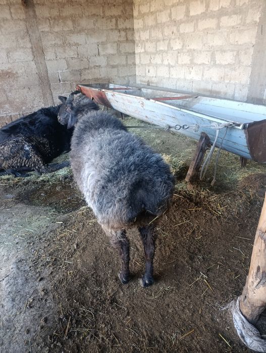 Туй ва маросимлар учун кучкорлар елтиб суйиб берамиз.