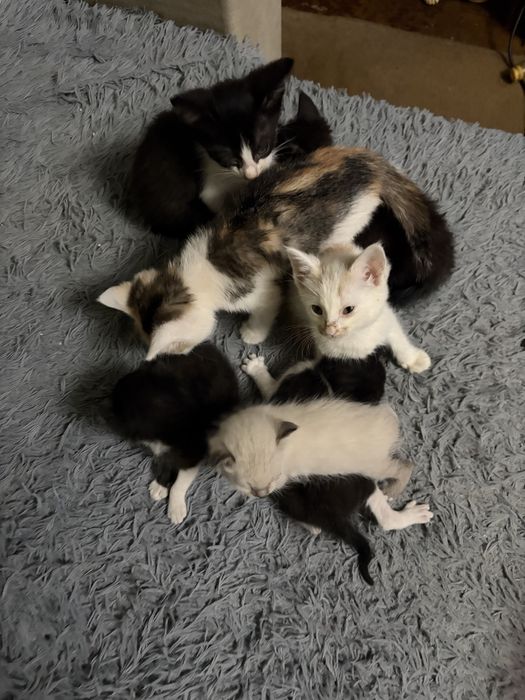 Котята в добрые руки