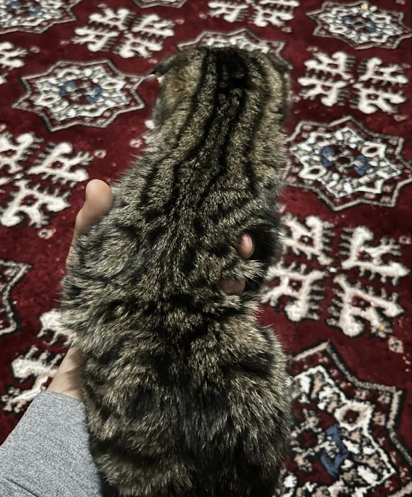 TIGER MUSHUK 300mng som