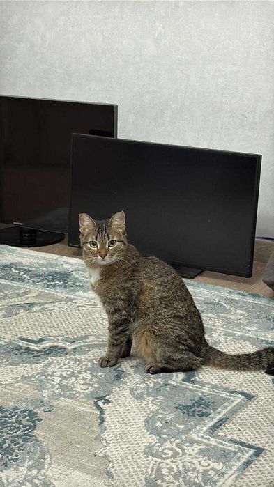 Отдам кошку в хорошие руки