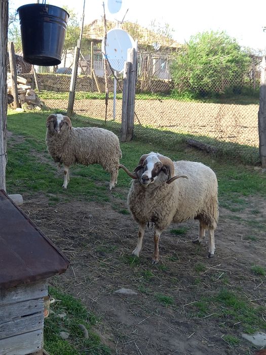 Кочове.                  .