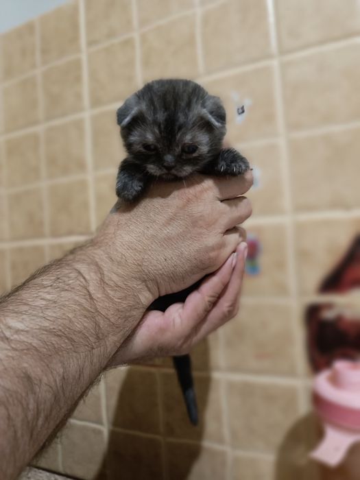 Котята Скоттиш Страйт