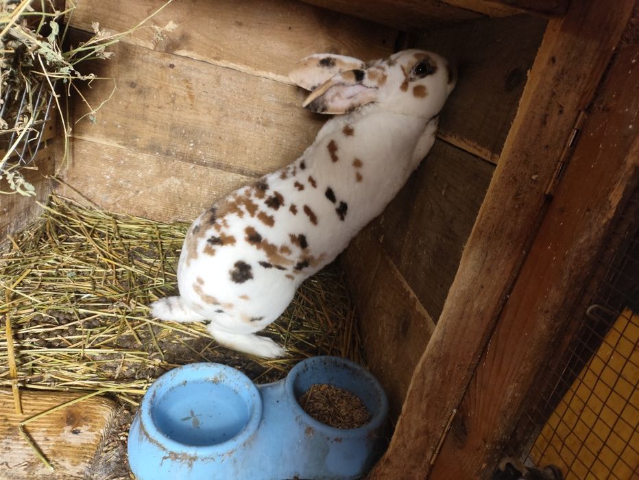 Iepuri rex tricolor si dalmatian
