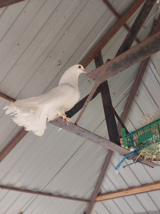 Vand porumbei maghiar și indieni
