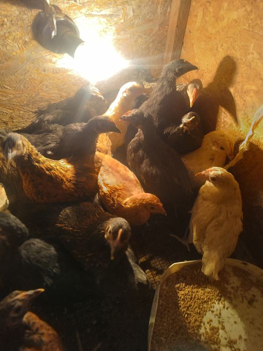 Цыплята    цыплята