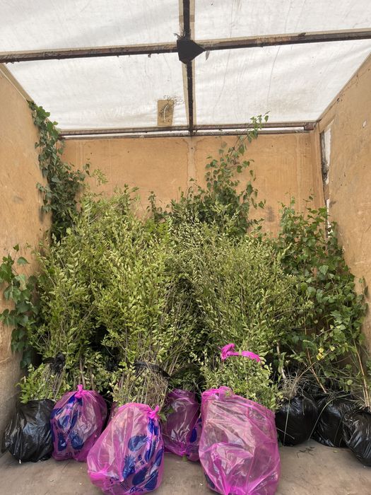 Живая изгородь карагач