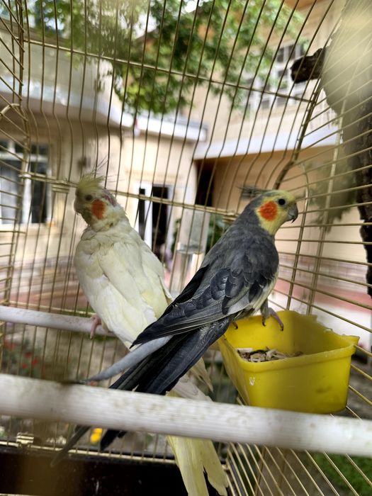 Корелла пара попугай