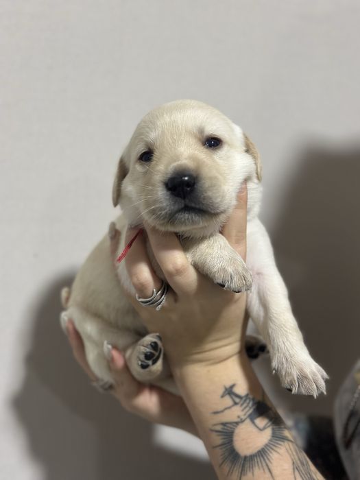 Щенки лабрадора ретривера бронь