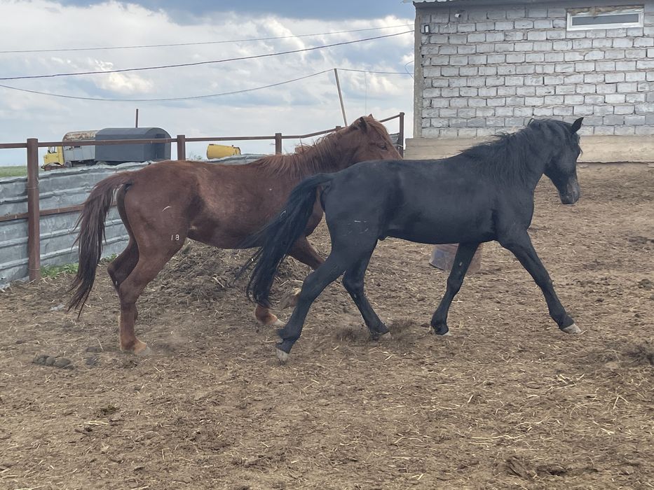 Продам кунан , донен , жеребец ,производитель