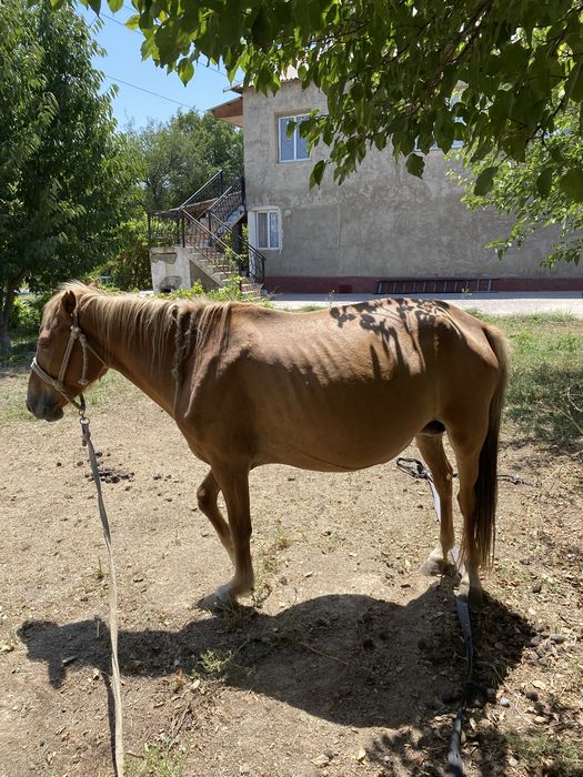 Жылқы бие буаз мал сатылады