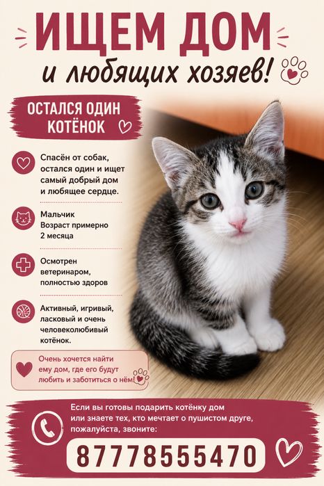 Котенок ищет дом.